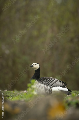 Barnacle goose © Carl