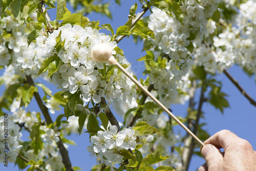 Handbestäubung - Tupfer - Kirschbaumblüte  photo