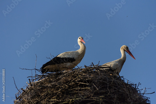  Two storks sitting in the nest against the blue sky