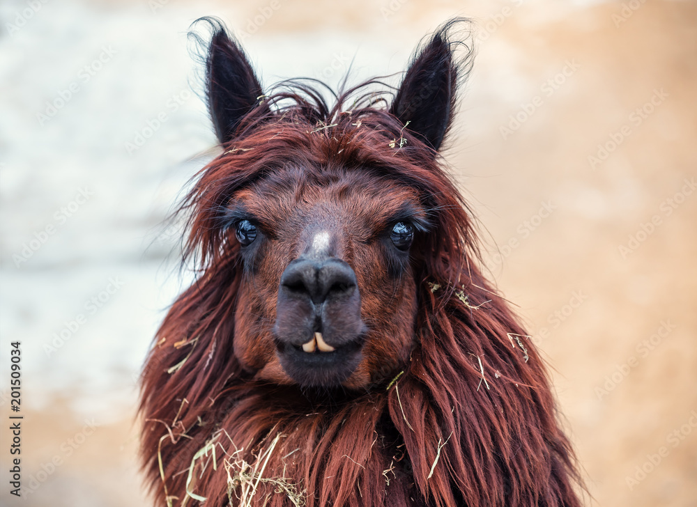 Obraz premium portrait of brown happy lama