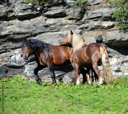 Two big boys, one brown and one chestnut draft horse free in front of huge stones photo