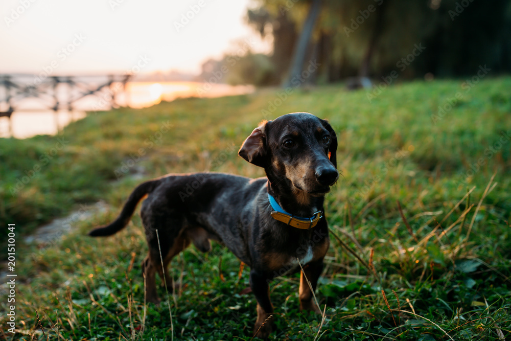 Portrait of a black dog on the grass. Portrait of a black dog on the grass.