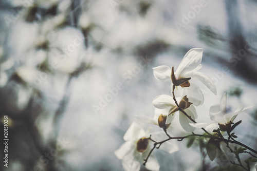 A flower of a white magnolia.  © prohor08