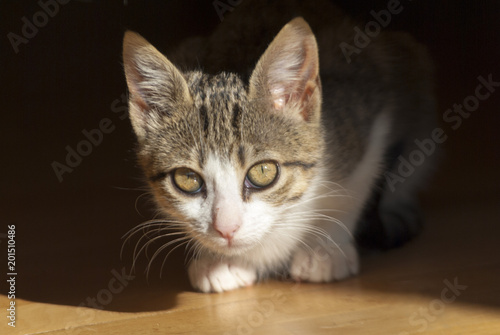 Gatita joven, mirando a la cámara, blanca, gris, dorada.