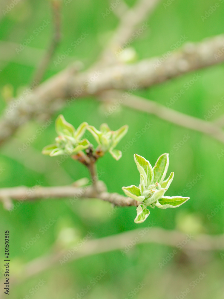 leaves and buds of young pears.