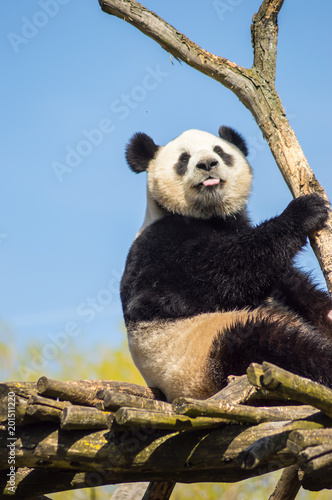 Fototapeta Naklejka Na Ścianę i Meble -  Giant panda sitting on a wooden platform in a wildlife park