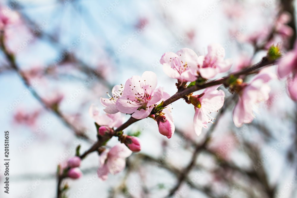 A blossoming tree is a peach. Flowering tree. A blossoming tree is a peach. Flowering tree.