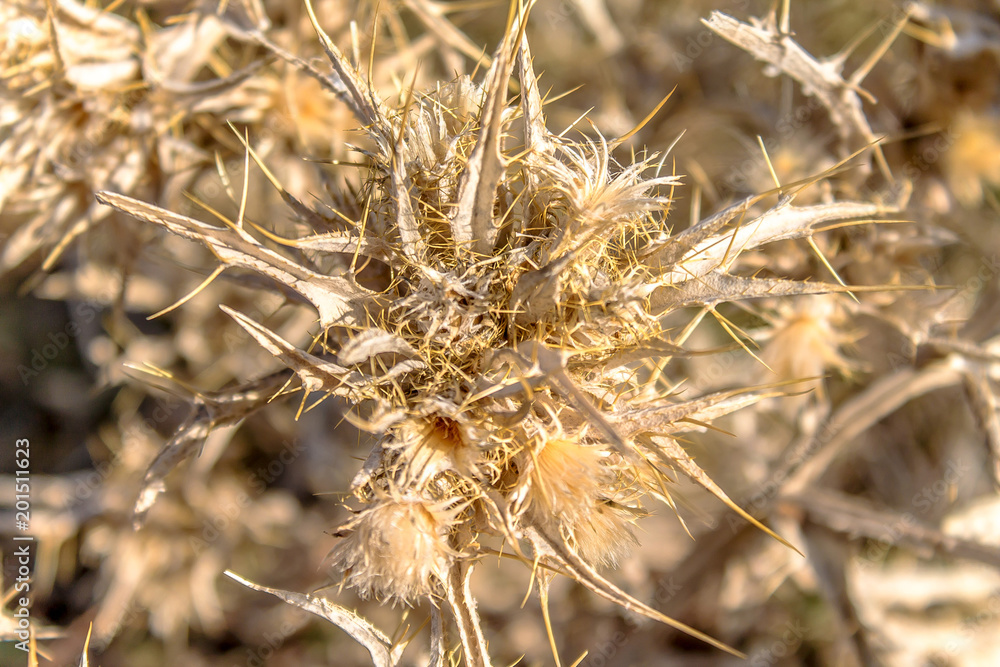 Dry prickly plant in nature Dry prickly plant in nature
