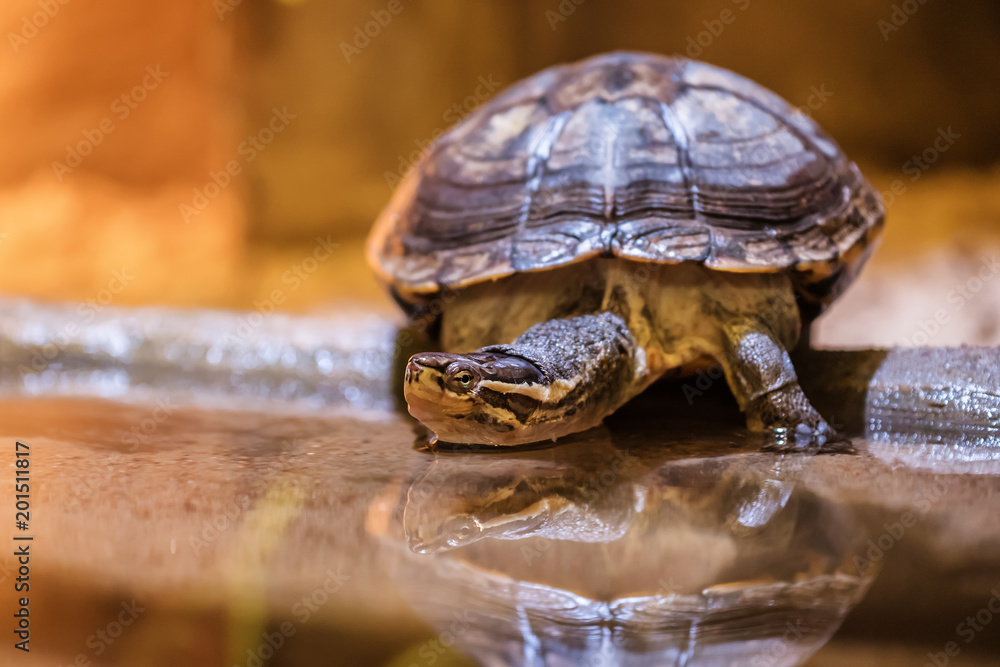 water turtle (terrapin)