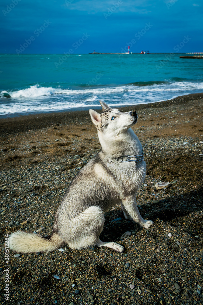 dog on the beach. Siberian husky dog on the beach. Siberian husky