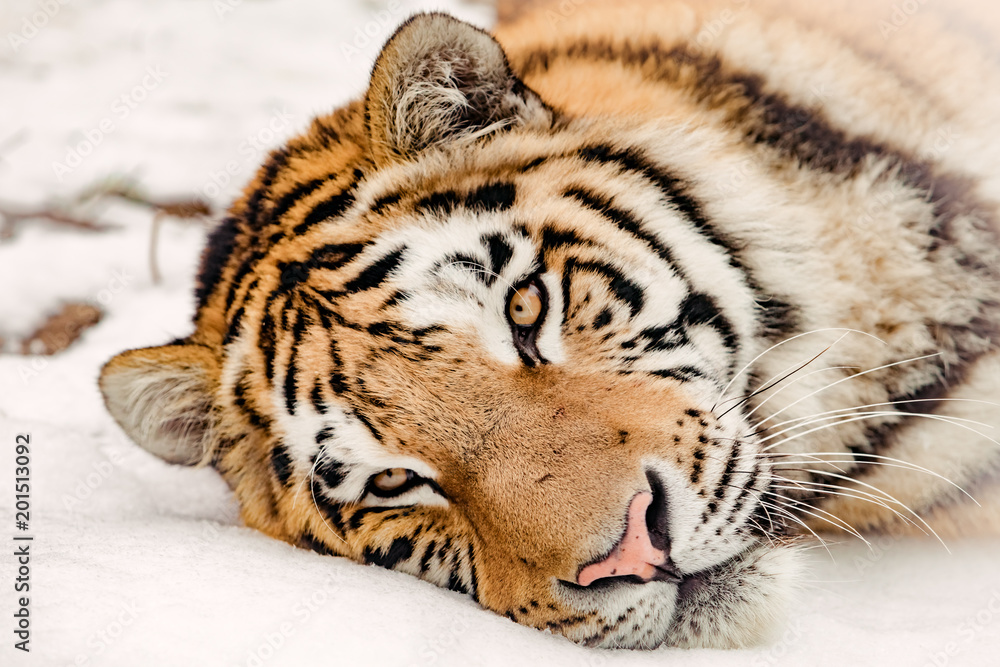 Obraz premium Tiger in the snow
