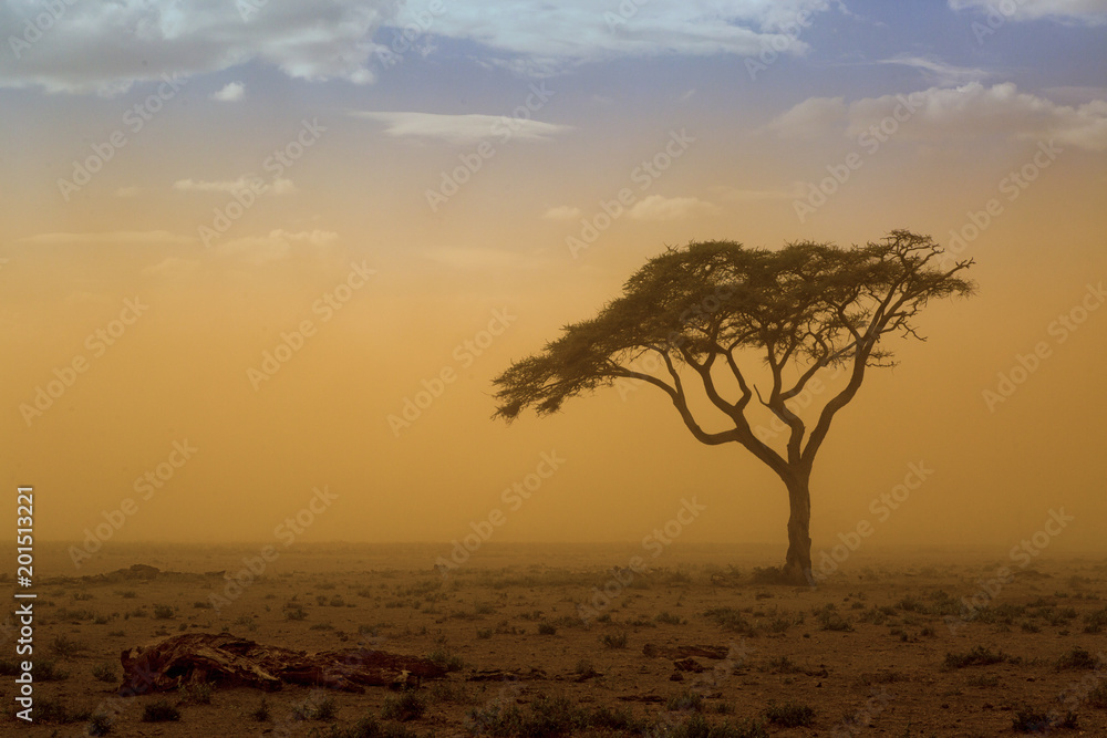 Akazie im Sandsturm in Kenia
