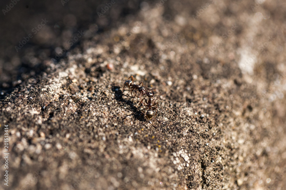 ants, team work, environment, protection, diversity ants, team work, environment, protection, diversity