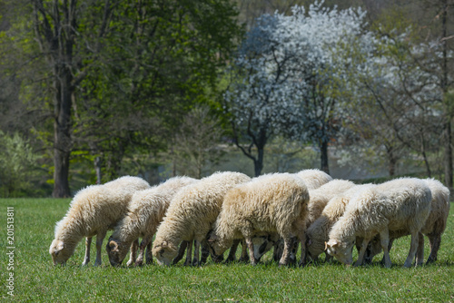 a flock of sheep on a spring meadow