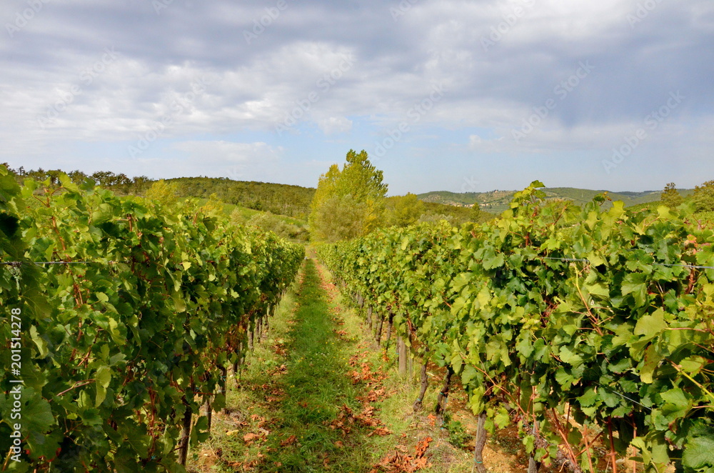 Vineyard with red wine grapes in Tuscany