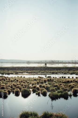 bunches of grass growing on the water, wild lake, rays of the sun