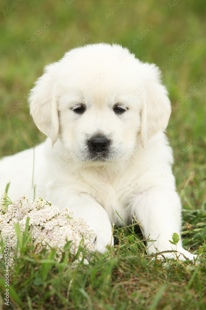 Nice golden retriever puppy