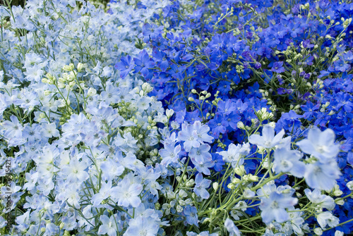 Εκτύπωση καμβά collection of plants of delphinium (larkspur), in full bloom, late spring, blue,
