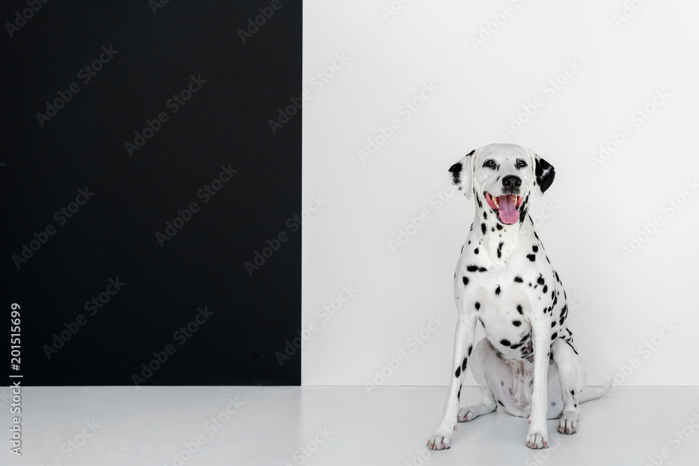 one cute dalmatian dog sitting near black and white wall