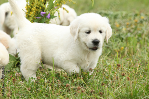 Gorgeous golden retriever puppy