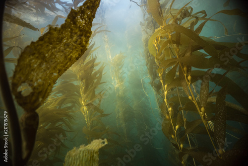 Kelp Underwater