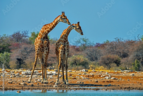 Parallel giraffes - Etosha, Namibia photo