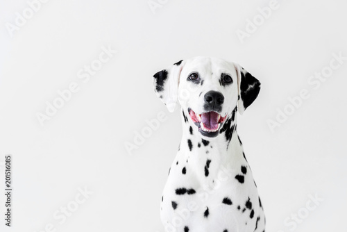 one cute dalmatian dog with open mouth isolated on white photo