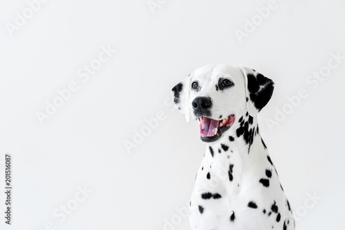 one cute dalmatian dog with open mouth looking away isolated on white photo