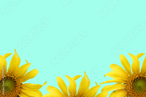 sunflower on blue background