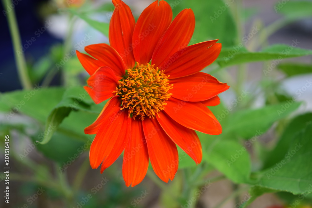 close up orange daisy in garden close up orange daisy in garden