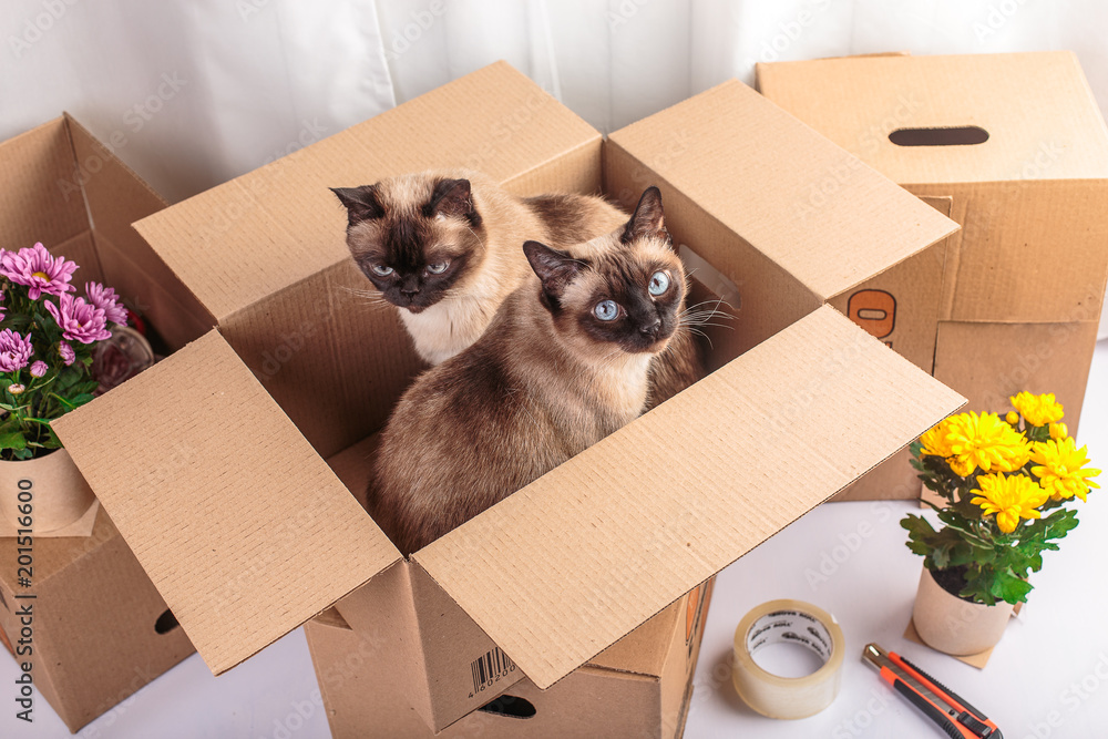 two thai cats sitting in pack boxes around flowers white background moving