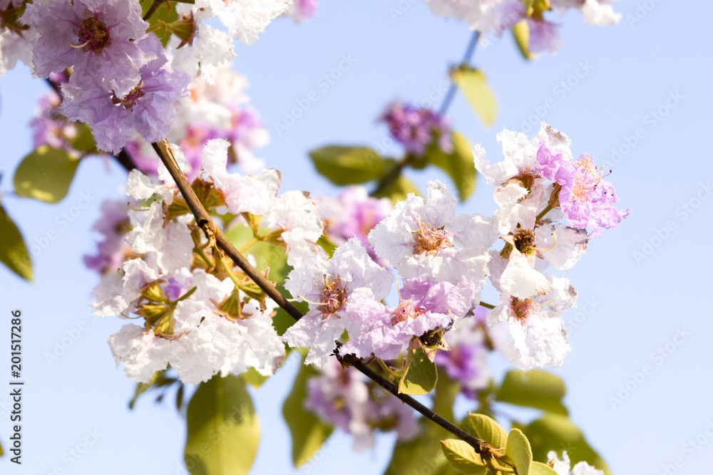 Lagerstroemia macrocarpa Wall Flower,Lythraceae,Queen's flower on the bright sky,A symbol of summer coming up. Lagerstroemia macrocarpa Wall Flower,Lythraceae,Queen's flower on the bright sky,A symbol of summer coming up.