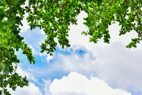 Green leaves and sky background