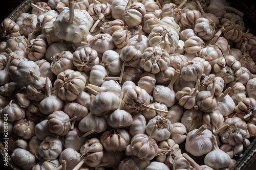 White garlic head heap on top view