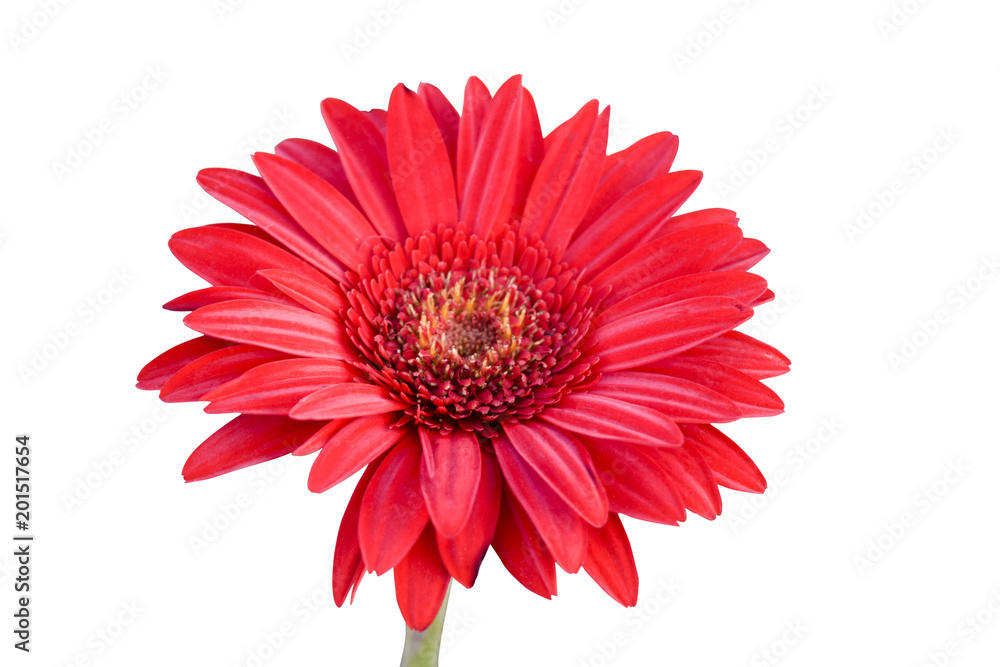 Red gerbera on white background with clipping path