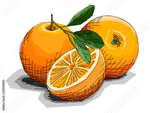 Vector illustration of drawing fruit oranges.