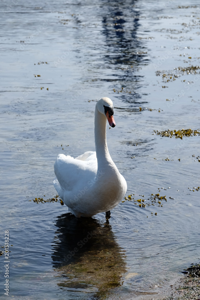 Höckerschwan -Cygnus olor Höckerschwan -Cygnus olor