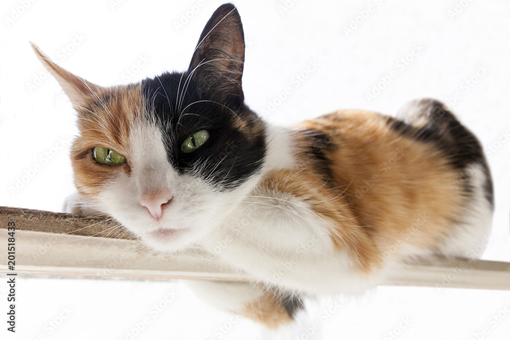 Трехцветная кошка (рыжий, черный, белый цвет) лежит на узкой палке. Белый  фон Photos | Adobe Stock