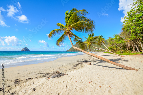 Caribbean Martinique beach coconut