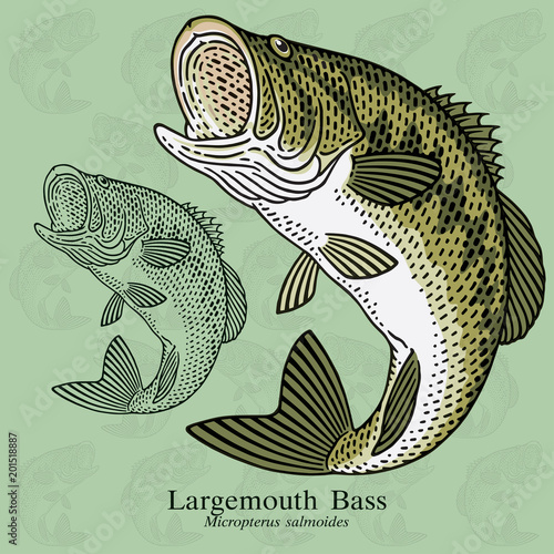 Largemouth Bass. Vector illustration with refined details and optimized stroke that allows the image to be used in small sizes (in packaging design, decoration, educational graphics, etc.)
