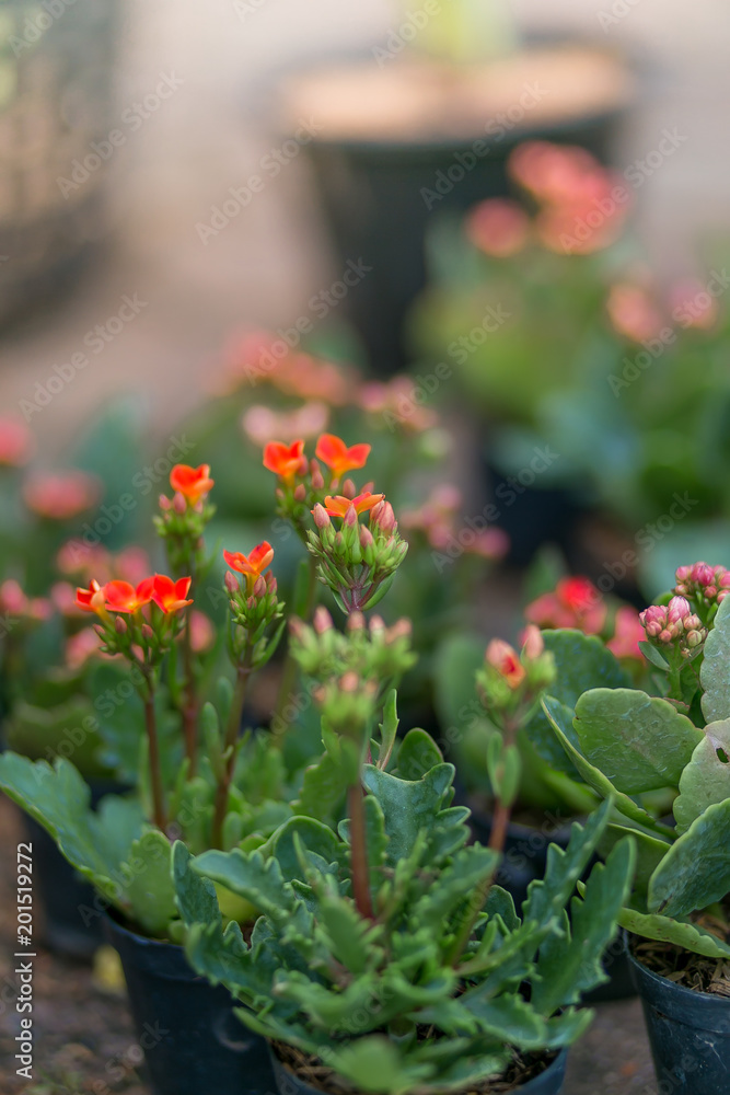 orange flowers in potted ,in the park. holiday concept. orange flowers in potted ,in the park. holiday concept.