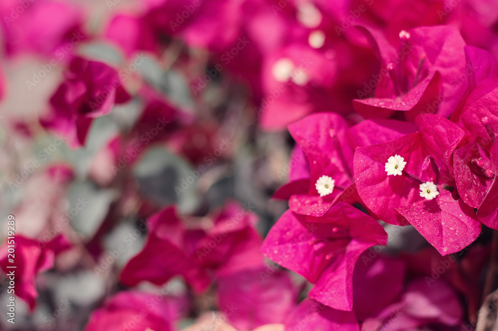 Background with dark red Bougainvillea flowers. Blooming plant. Selective focus