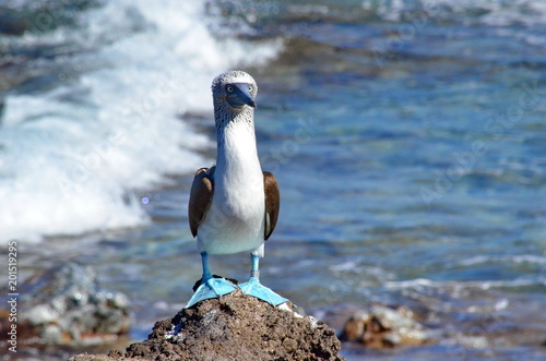 Blue Footed Booby on Isla Isabel a volcanic island 15 miles off Mexico’s Riviera Nayarit coas