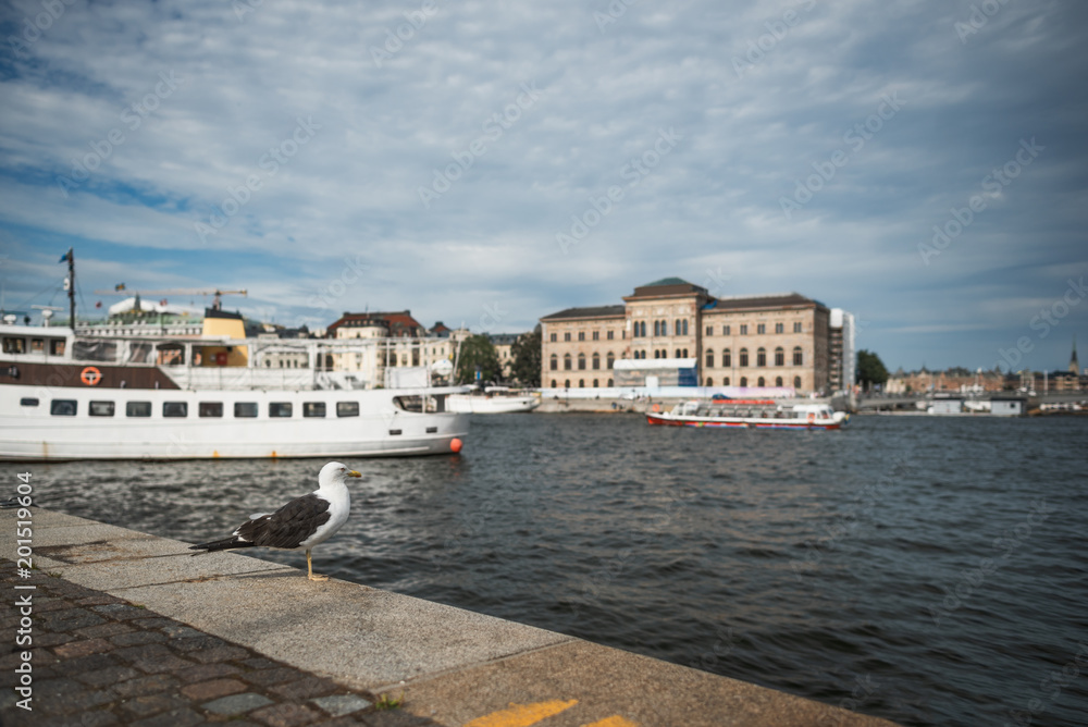 A seagull in front of an old part of Stockholm, Sweden.