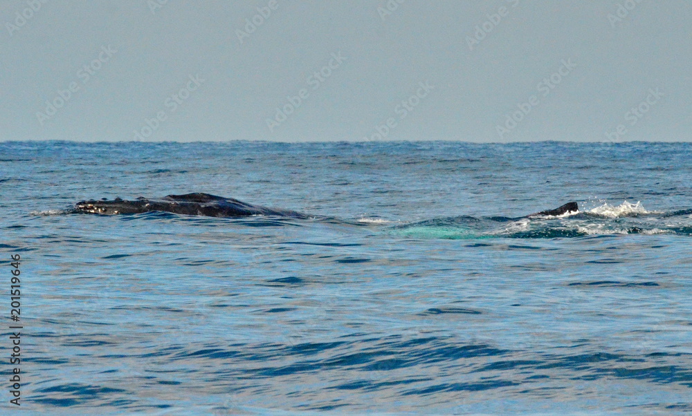 Obraz premium Humpback whales swimming on the surface of the Pacific Ocean