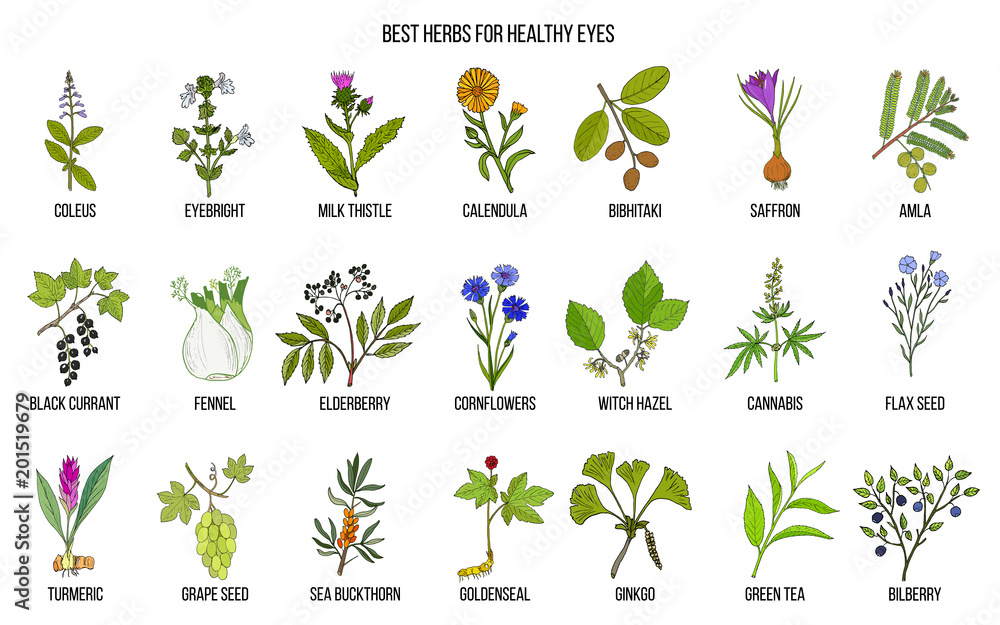 Best medicinal herbs for healthy eyes Stock Vector Adobe Stock