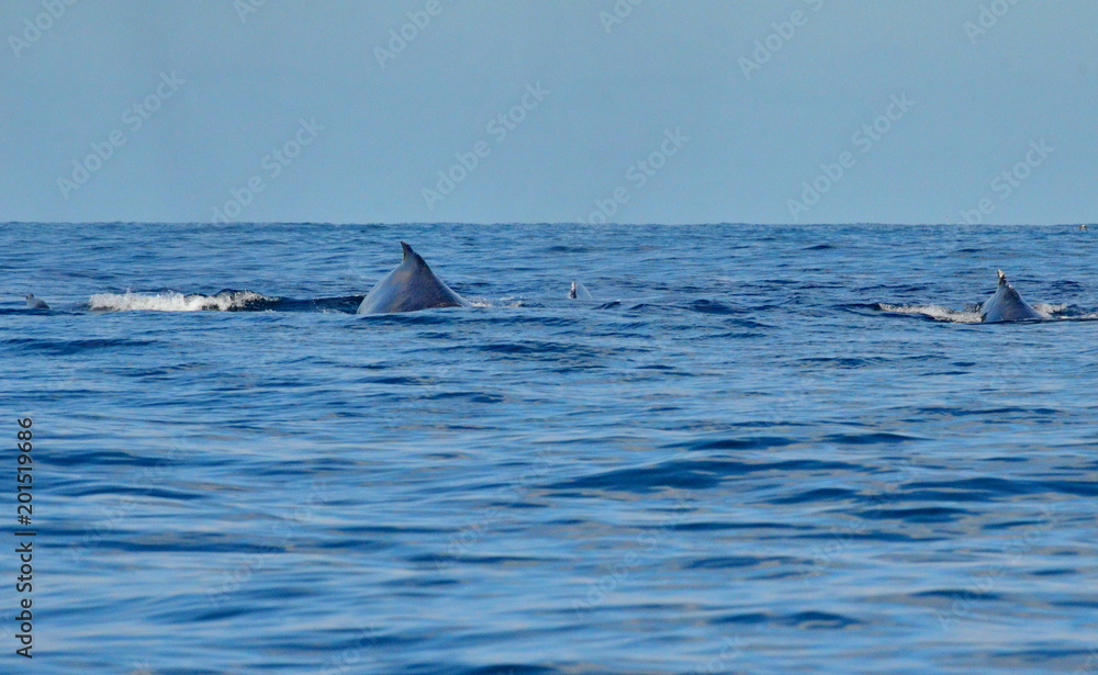 Fototapeta premium Humpback whales swimming on the surface of the Pacific Ocean