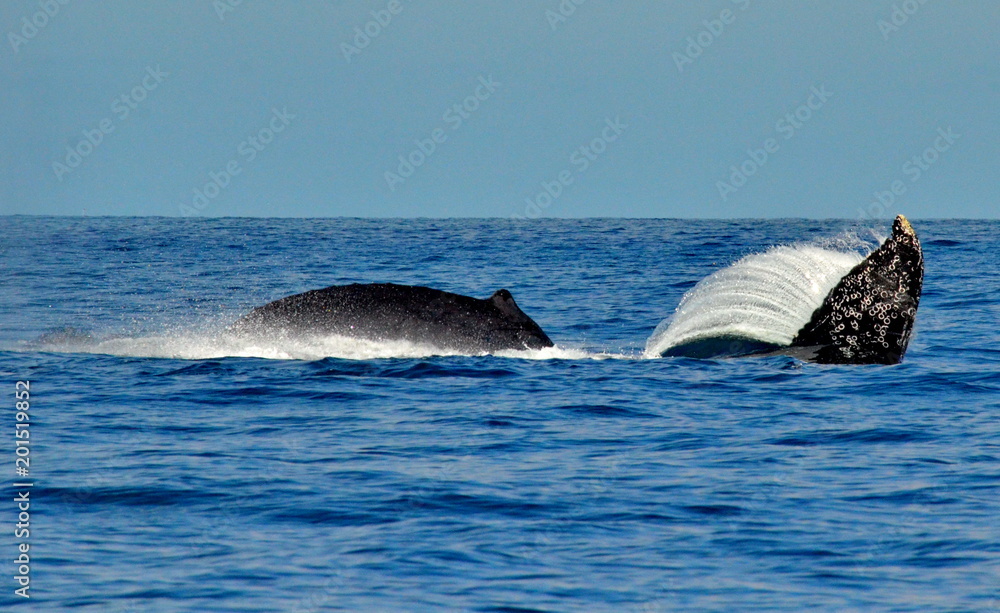 Fototapeta premium Humpback whales swimming on the surface of the Pacific Ocean