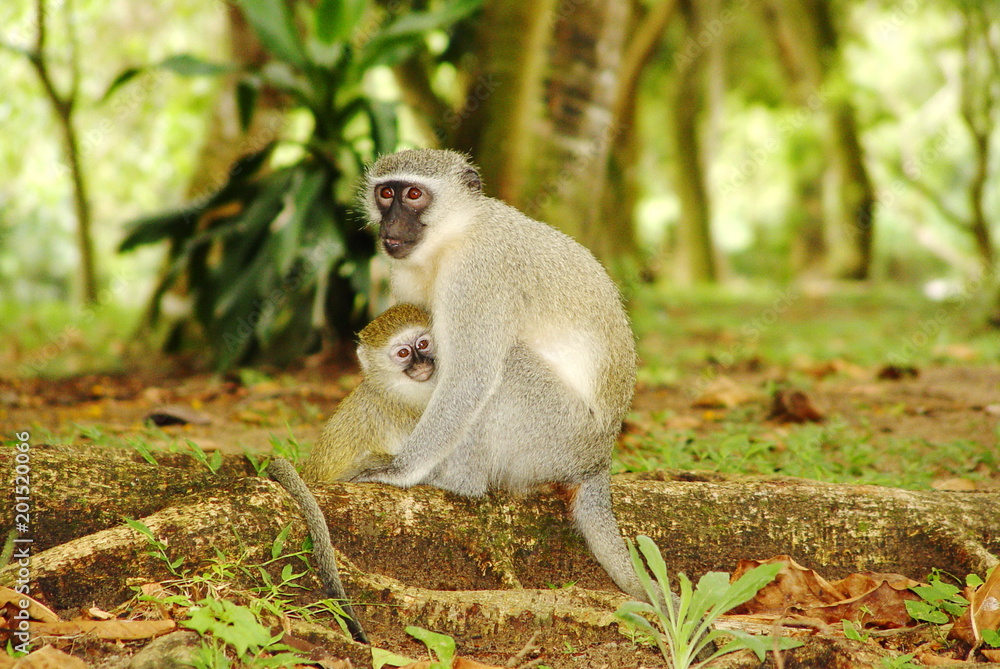 Obraz premium Vevet Monkey - Affe