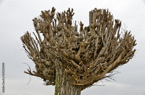  clipped tree crown